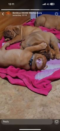 Bordeauxdoggen Welpen