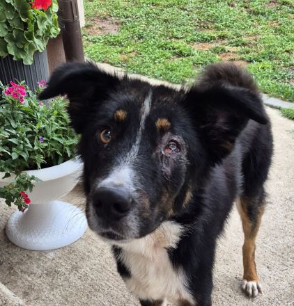 ZEN - der Junge, der sein Glück sucht