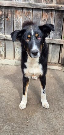 ZEN - der Junge, der sein Glück sucht