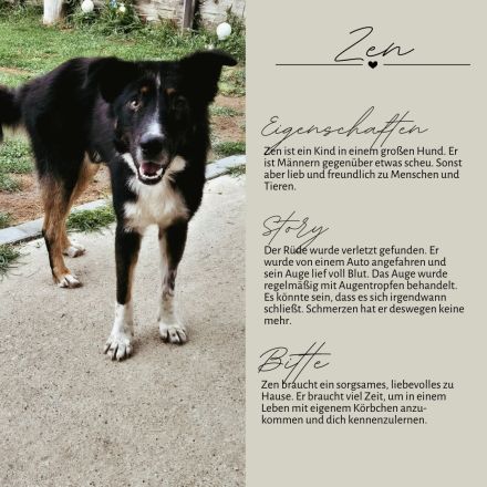 ZEN - der Junge, der sein Glück sucht