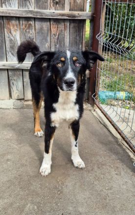 ZEN - der Junge, der sein Glück sucht