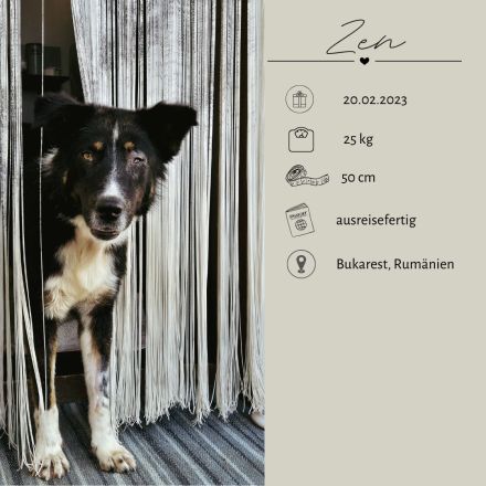 ZEN - der Junge, der sein Glück sucht