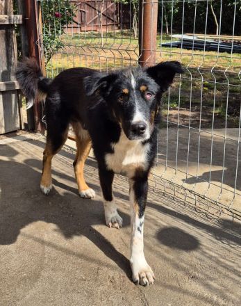 ZEN - der Junge, der sein Glück sucht