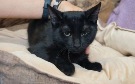 Der charmante Toby ist bereit für sein neues Zuhause!