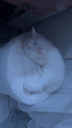 Kitten Katze Kätzchen