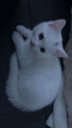 Kitten Katze Kätzchen