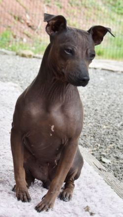 American Hairless Terrier Wurfankündigung