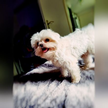 Deckrüde Mini Malteser