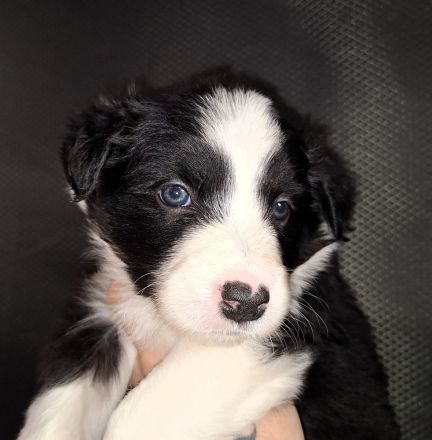 Border Collie Welpen (VDH/FCI-Papiere)