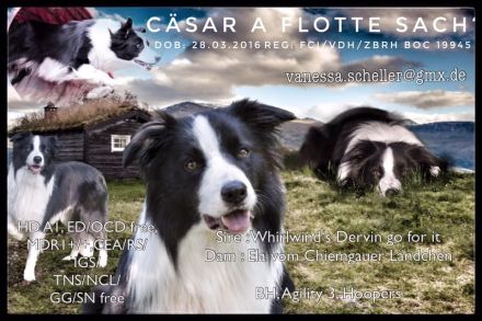 Border Collie Welpen (VDH/FCI-Papiere)