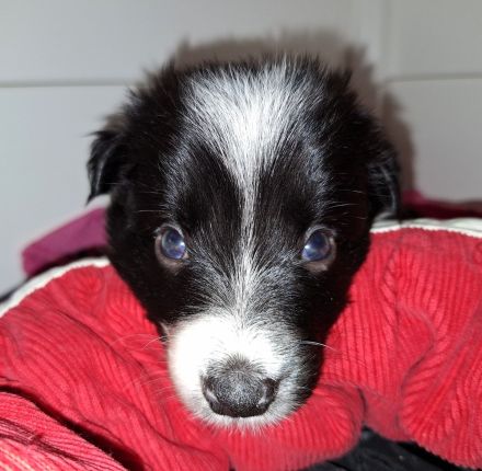Border Collie Welpen (VDH/FCI-Papiere)