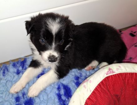Border Collie Welpen (VDH/FCI-Papiere)