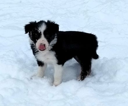 Border Collie Welpen (VDH/FCI-Papiere)