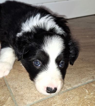 Border Collie Welpen (VDH/FCI-Papiere)