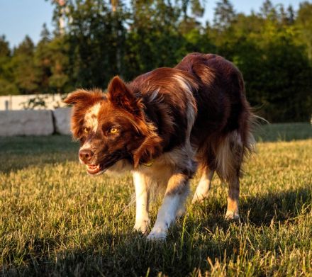 Border Collie Welpen (VDH/FCI-Papiere)