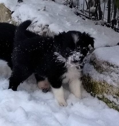 Border Collie Welpen (VDH/FCI-Papiere)