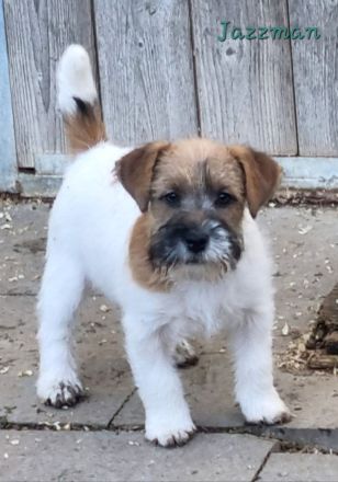 JACK RUSSELL TERRIER