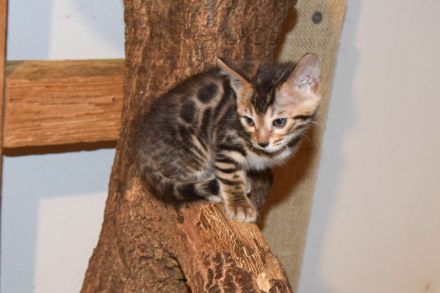 Attraktive, menschenbezogene Bengal Kitten - aus seriöser Zucht