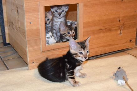 Attraktive, menschenbezogene Bengal Kitten - aus seriöser Zucht