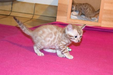 Attraktive, menschenbezogene Bengal Kitten - aus seriöser Zucht