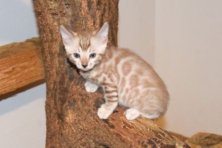 Attraktive, menschenbezogene Bengal Kitten - aus seriöser Zucht