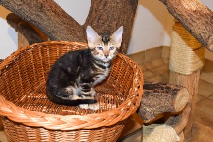 Attraktive, menschenbezogene Bengal Kitten - aus seriöser Zucht