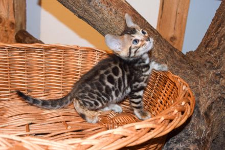 Attraktive, menschenbezogene Bengal Kitten - aus seriöser Zucht