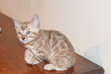 Attraktive, menschenbezogene Bengal Kitten - aus seriöser Zucht