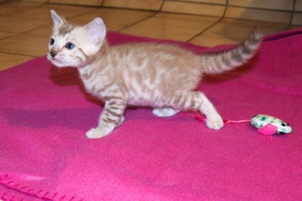 Attraktive, menschenbezogene Bengal Kitten - aus seriöser Zucht