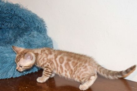 Attraktive, menschenbezogene Bengal Kitten - aus seriöser Zucht