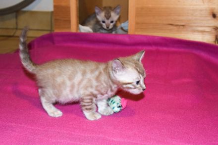 Attraktive, menschenbezogene Bengal Kitten - aus seriöser Zucht