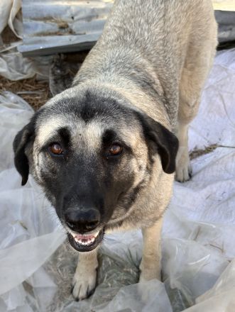 Alela, geb. ca. 03/2023, lebt in GRIECHENLAND, auf einer privaten Pflegestelle