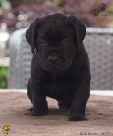 Traumhafte Labrador-Welpen in Schwarz und Gelb suchen ein liebevolles Zuhause!