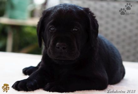 Traumhafte Labrador-Welpen in Schwarz und Gelb suchen ein liebevolles Zuhause!
