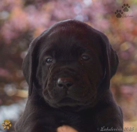 Traumhafte Labrador-Welpen in Schwarz und Gelb suchen ein liebevolles Zuhause!