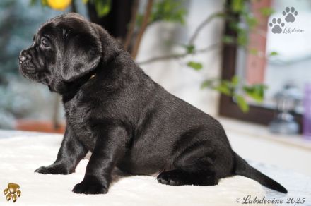 Traumhafte Labrador-Welpen in Schwarz suchen ein liebevolles Zuhause!