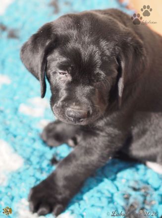 Traumhafte Labrador-Welpen in Schwarz suchen ein liebevolles Zuhause!
