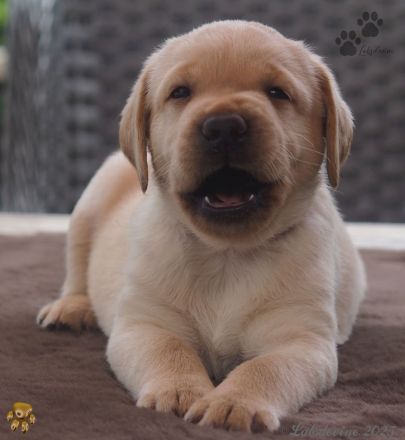 Traumhafte Labrador-Welpen in Schwarz und Gelb suchen ein liebevolles Zuhause!