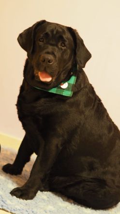 Traumhafte Labrador-Welpen in Schwarz und Gelb suchen ein liebevolles Zuhause!