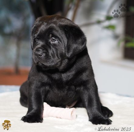 Traumhafte Labrador-Welpen in Schwarz suchen ein liebevolles Zuhause!