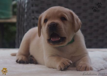 Traumhafte Labrador-Welpen in Schwarz und Gelb suchen ein liebevolles Zuhause!