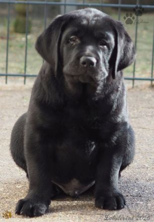 Traumhafte Labrador-Welpen in Schwarz suchen ein liebevolles Zuhause!