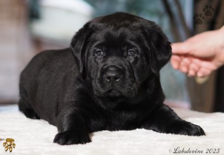 Traumhafte Labrador-Welpen in Schwarz suchen ein liebevolles Zuhause!