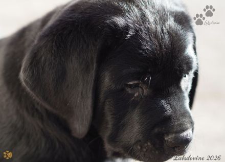 Traumhafte Labrador-Welpen in Schwarz suchen ein liebevolles Zuhause!