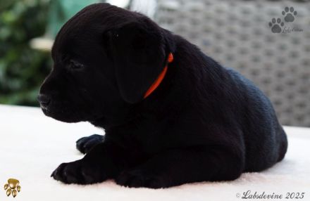 Traumhafte Labrador-Welpen in Schwarz und Gelb suchen ein liebevolles Zuhause!