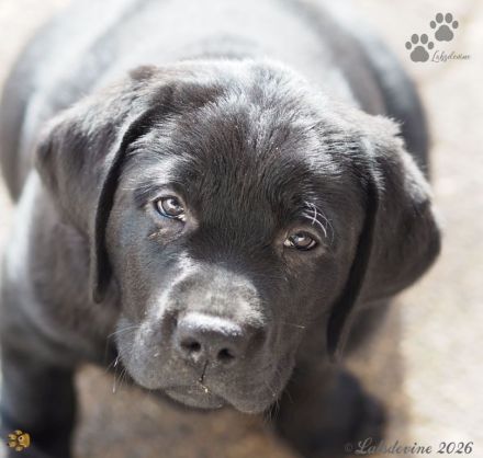 Traumhafte Labrador-Welpen in Schwarz suchen ein liebevolles Zuhause!