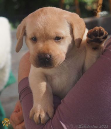 Traumhafte Labrador-Welpen in Schwarz und Gelb suchen ein liebevolles Zuhause!