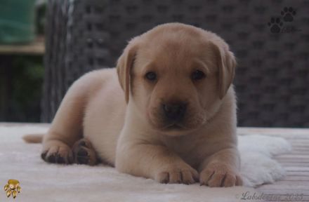 Traumhafte Labrador-Welpen in Schwarz und Gelb suchen ein liebevolles Zuhause!