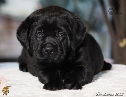 Traumhafte Labrador-Welpen in Schwarz suchen ein liebevolles Zuhause!