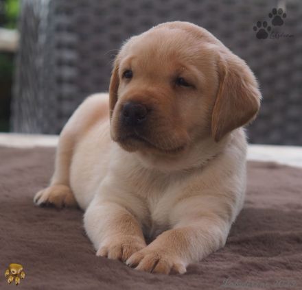Traumhafte Labrador-Welpen in Schwarz und Gelb suchen ein liebevolles Zuhause!